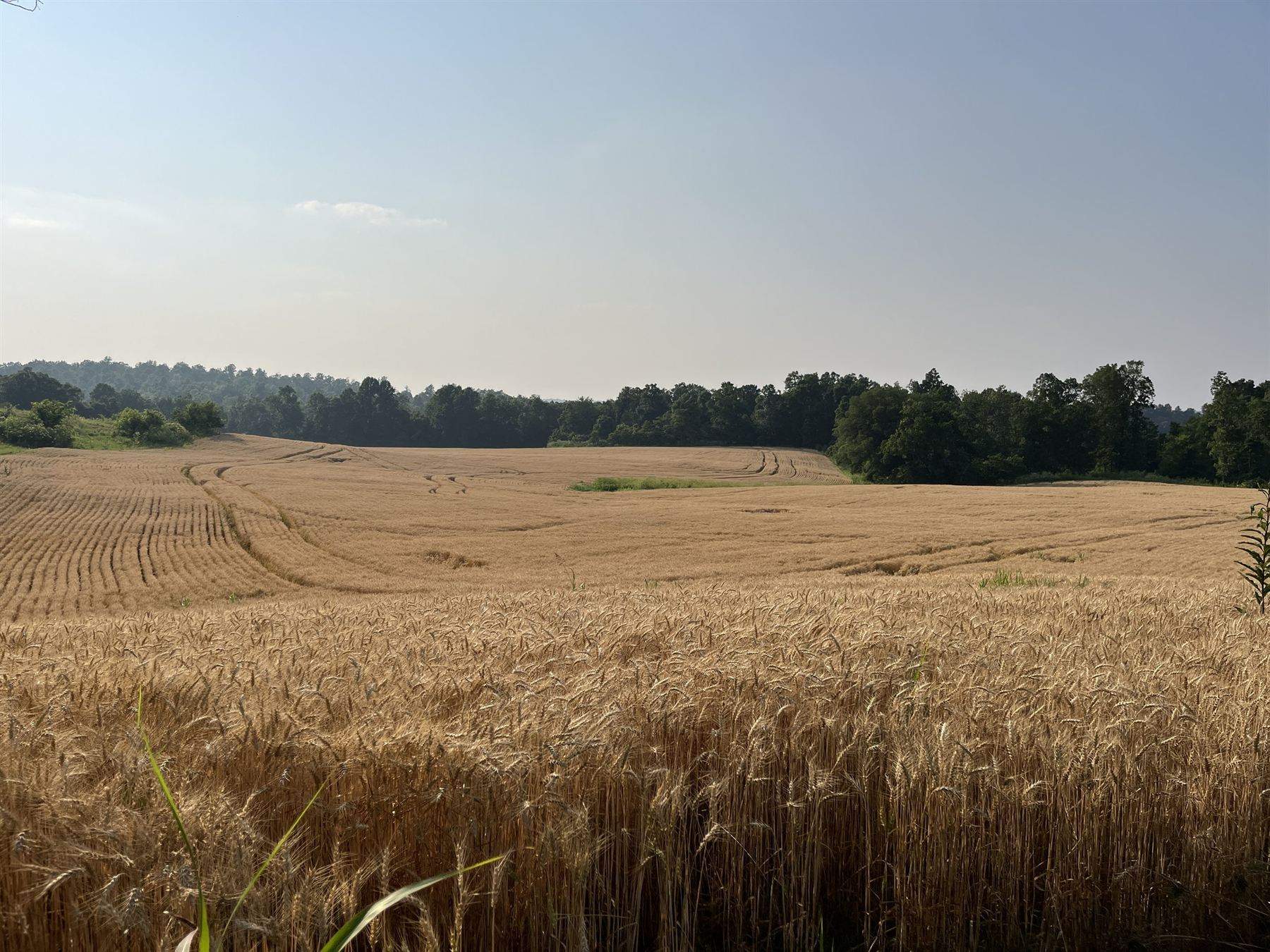 Wheat field at harvest in central Kentucky